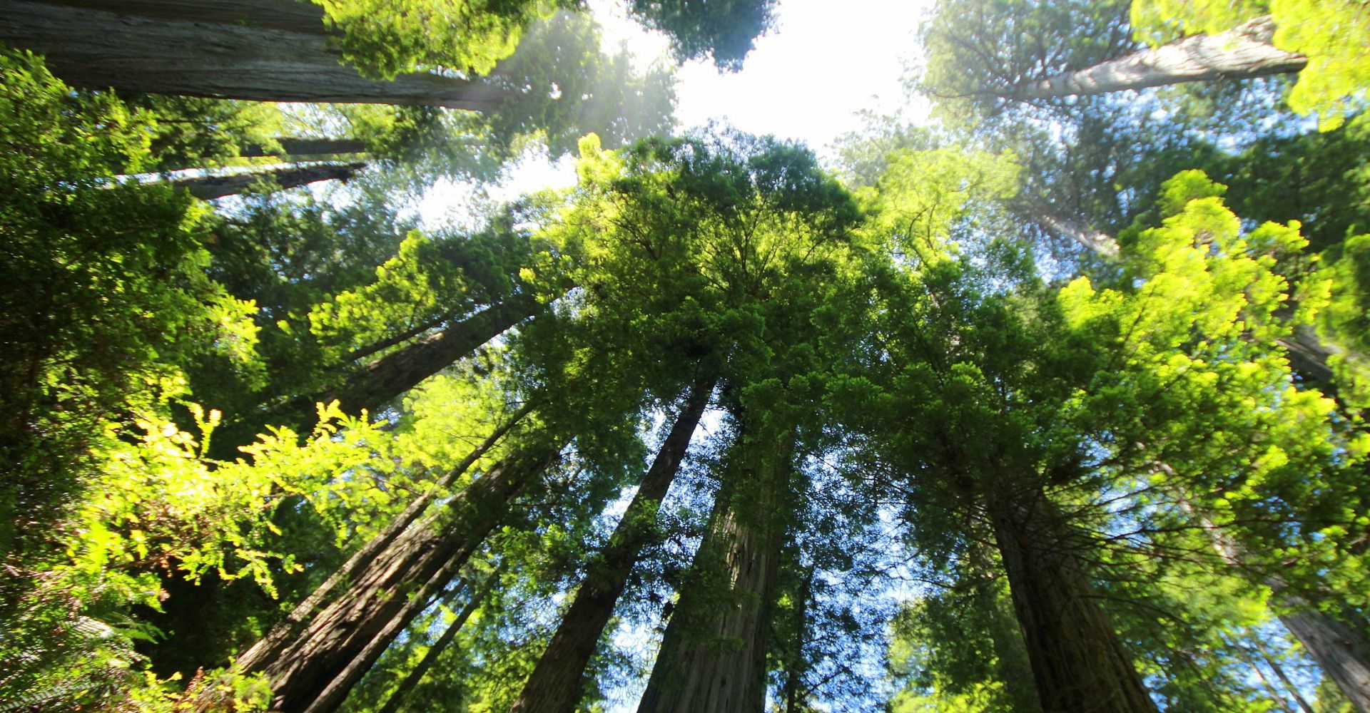 Why_Cabin_Vacations_Are_the_Perfect_Way_to_Reconnect_With_Nature.jpg