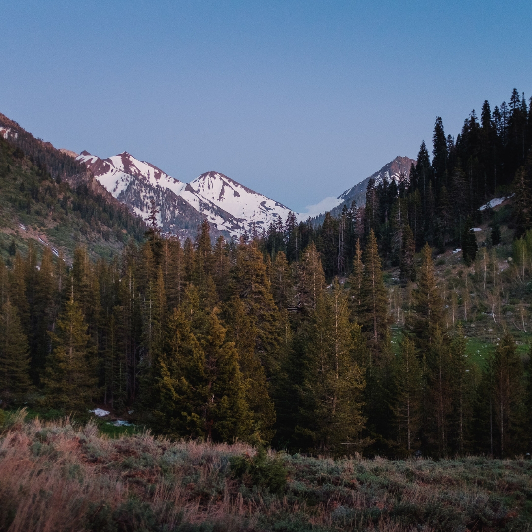 Beautiful woods and mountains