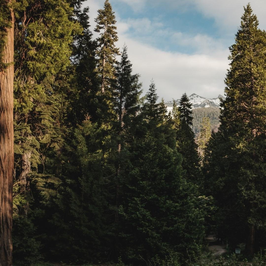 View of Sequoias in Sequoia National Park