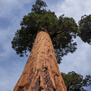 intext 2 - sequoia.jpg