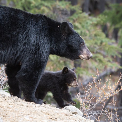 What's So Special About Sequoia National Park-4.jpg