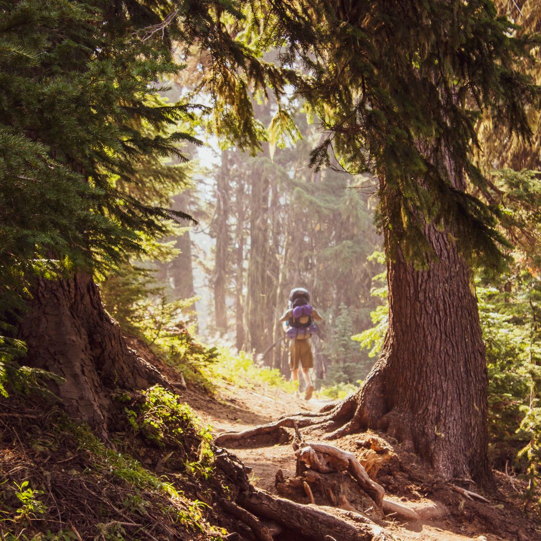 Tips for Exploring the Redwood Forests1.jpg