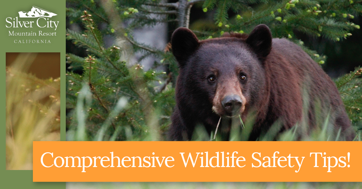 Comprehensive Wildlife Safety Tips.jpg