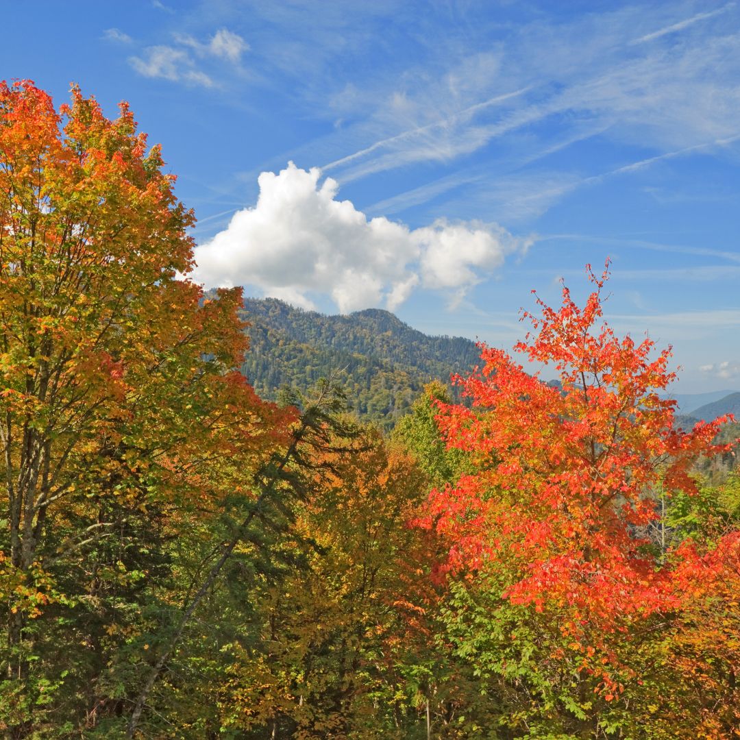 Fall_ A Tapestry of Colors.jpg