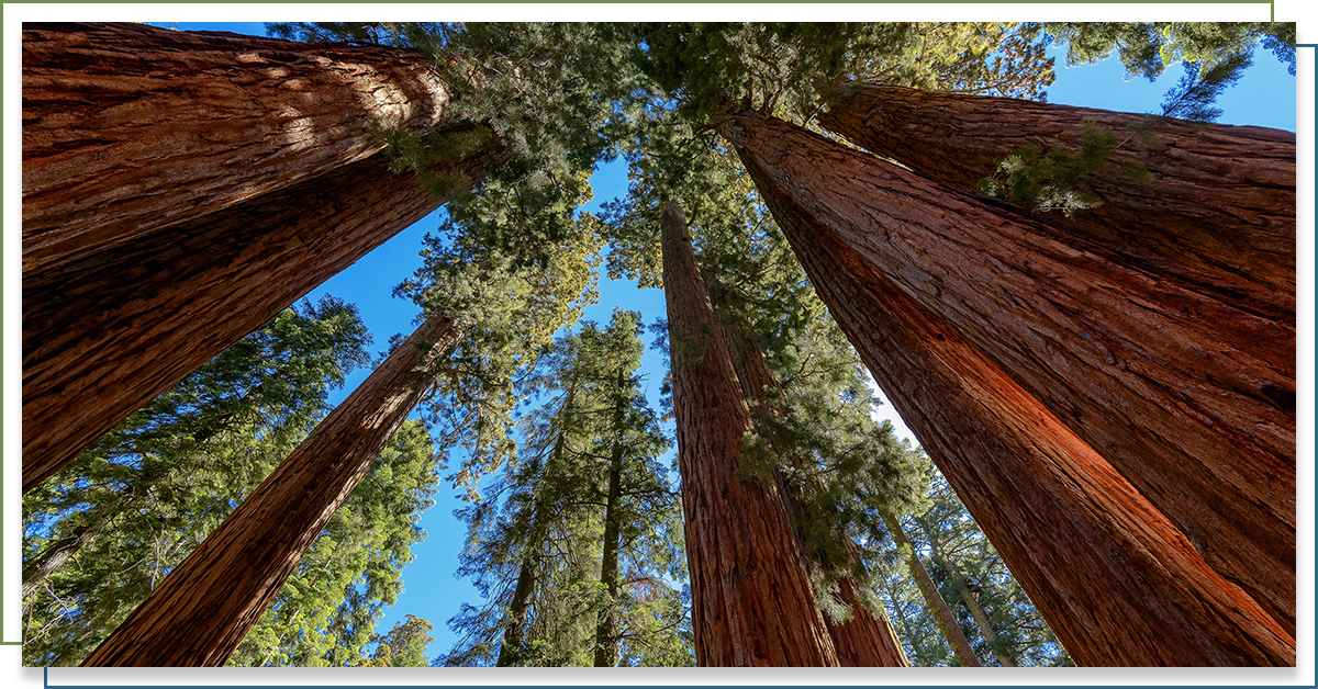 Trees in Sequoia National Park.